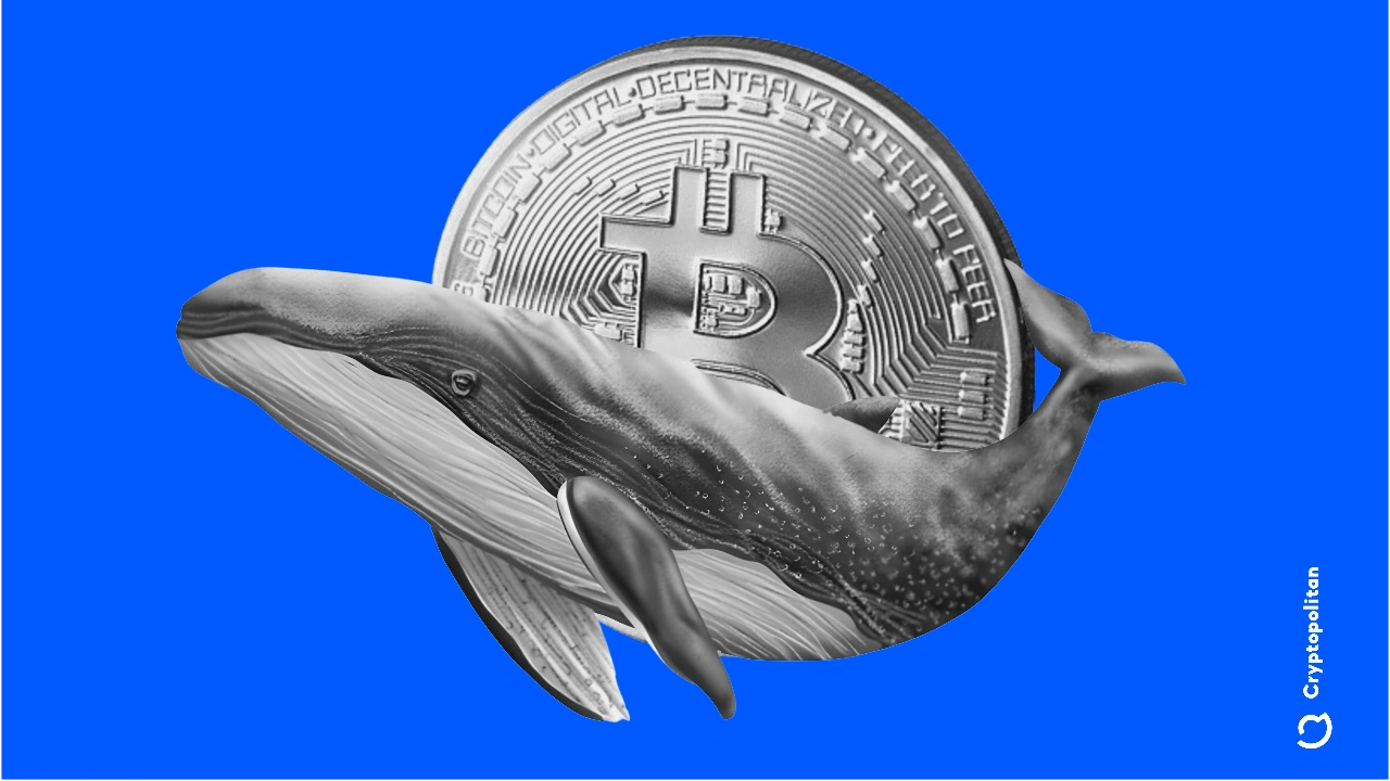 鲸鱼沉睡14年后共转移8万BTC