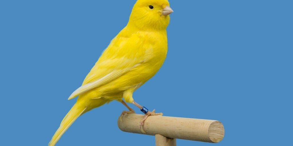 随着对山寨币基金的兴趣日益浓厚，Canary 申请 Staking Injective ETF