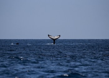 65%的比特币资金管理公司报告存在未实现亏损。